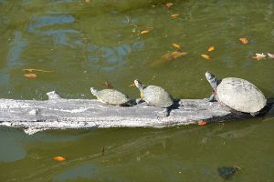 Caledonia Turtles